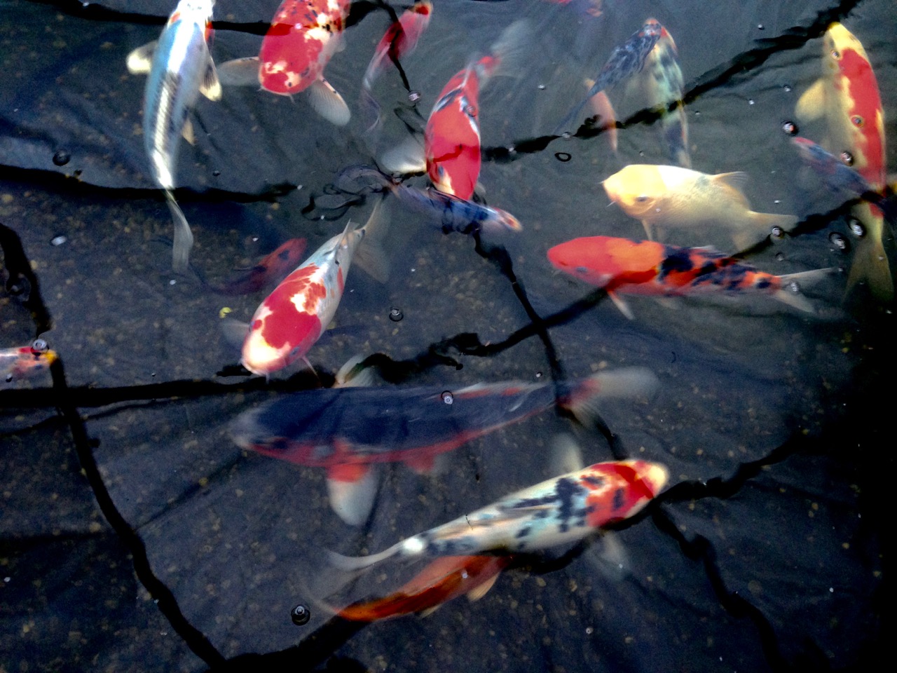 Fish inside hoop cover.